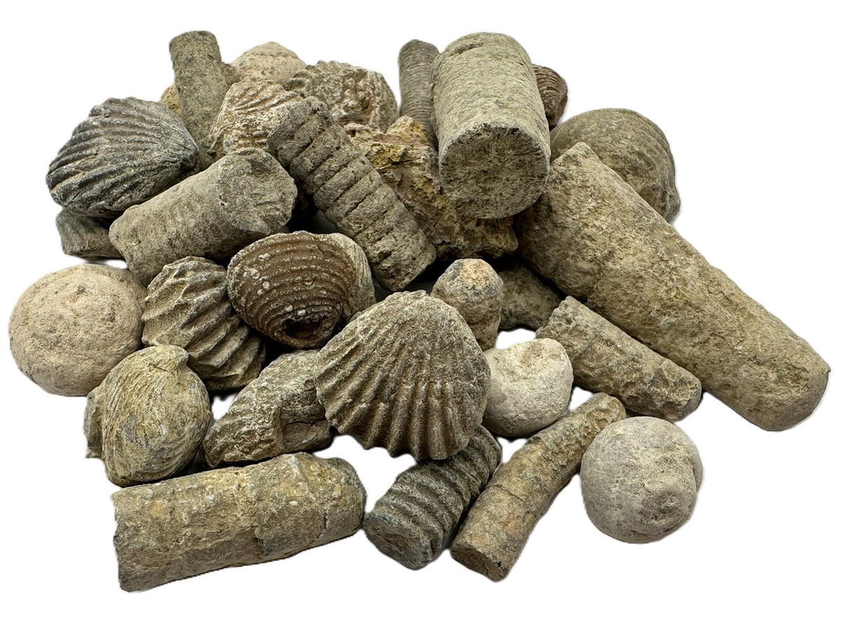Fossils