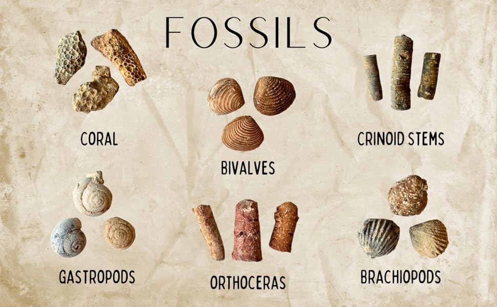 Scoop of Fossils