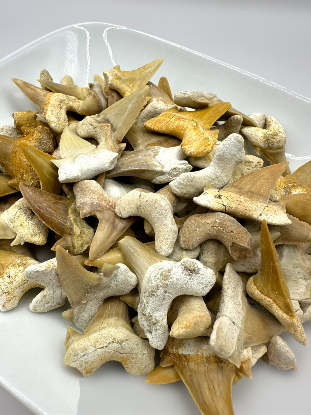 Shark Teeth (Set of 2)