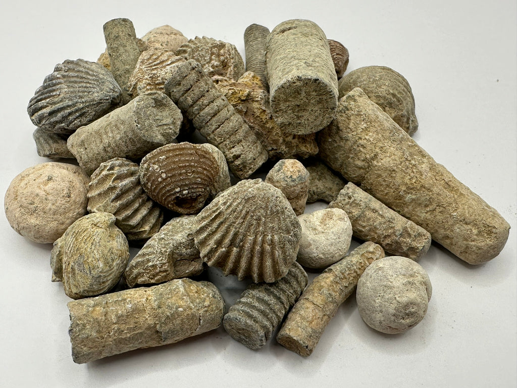 Scoop of Fossils